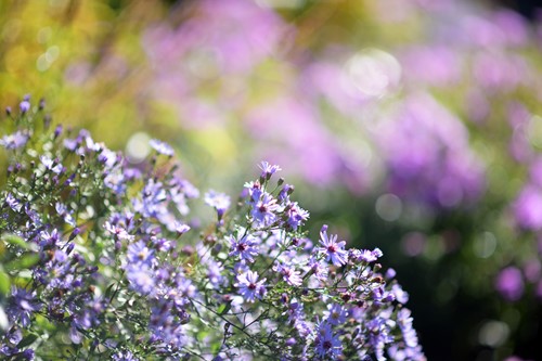 Flowers - Aster
